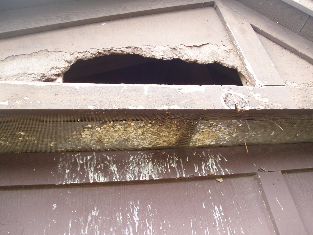 What Damage Can Raccoons Cause In My Attic