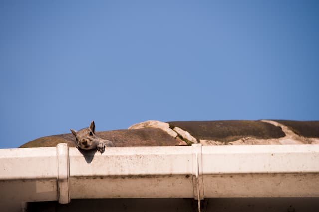 Can Squirrels Damage My Home's Insulation