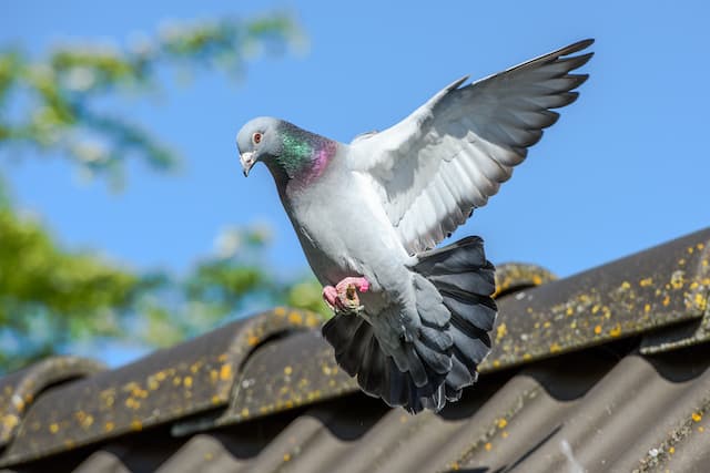 Do Pigeons Carry Diseases That Are Harmful To Humans