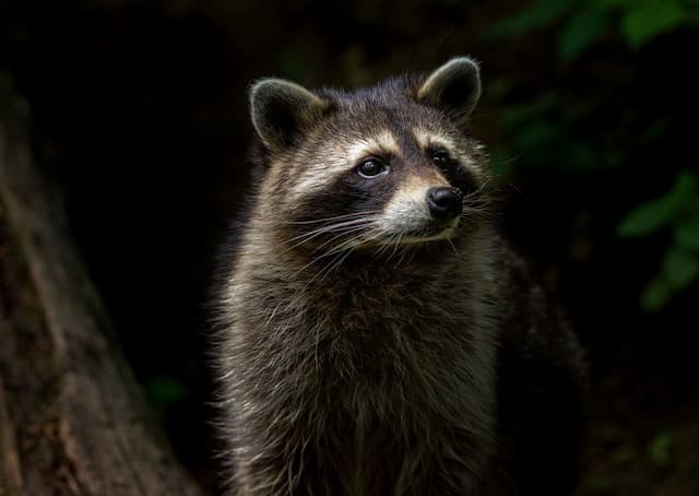 How To Prevent Raccoons From Invading Your Property