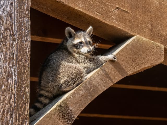Prevent Raccoons From Invading Your Property