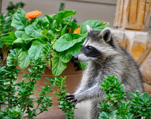How To Keep Your Garden Raccoon Free