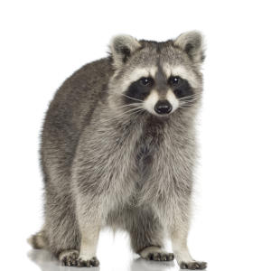 raccoon wildlife proofing solutions in oshawa