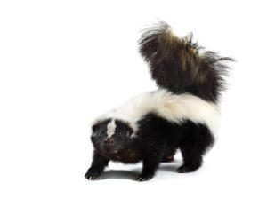 Skunk Removal Solutions Oshawa