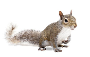 Squirrel Wildlife Removal Solutions