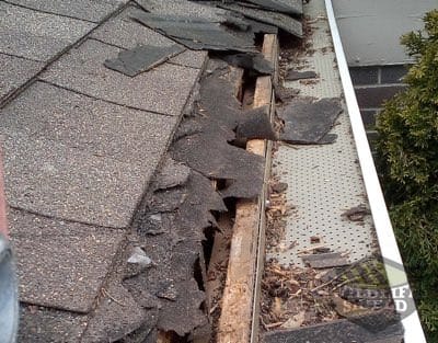 raccoon damage roof