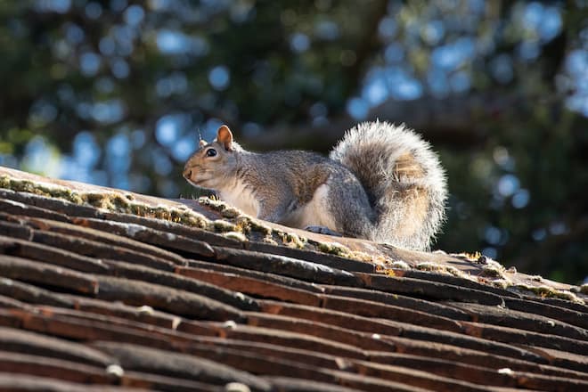 5 Facts About Eastern Grey Squirrels