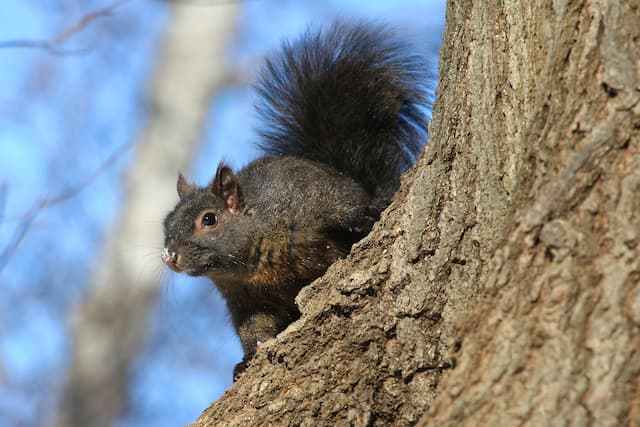 Are Black Squirrels Eastern Grey Squirrels