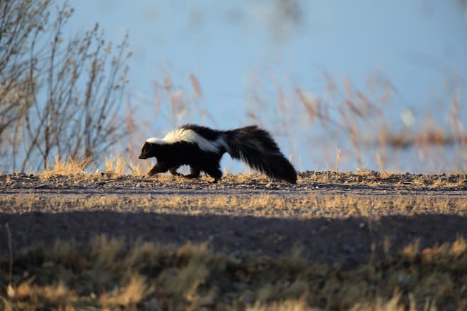 Creating an Uninviting Property Deterring Skunks Effectively