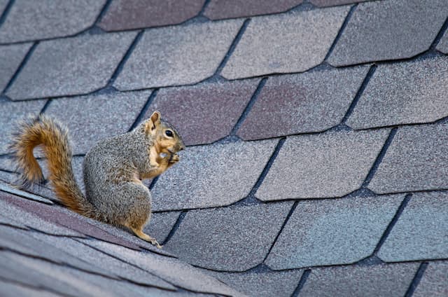 Defending Your Attic Tips to Keep Squirrel Invaders at Bay
