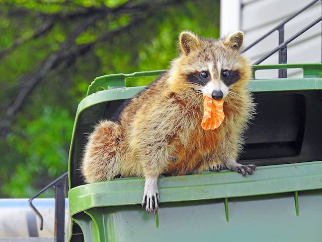 Ensuring a Critter Free Attic with Professional Raccoon Removal Service