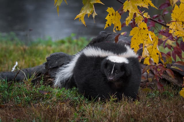 Exploring the Lives of Urban Skunks Biology and Behavior