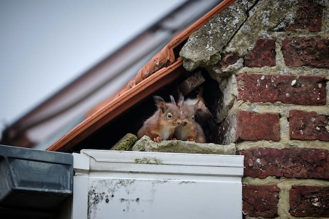 Guarding Your Space Preventing Squirrel Damage in Attics