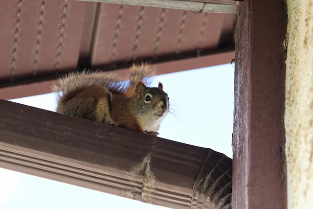Handling Home Intruders Coping with Damaging Attic Squirrels