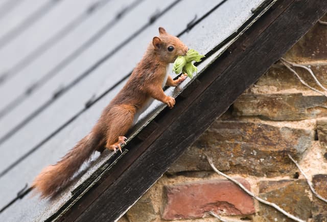 How Much Damage Can Squirrels Cause In the Attic