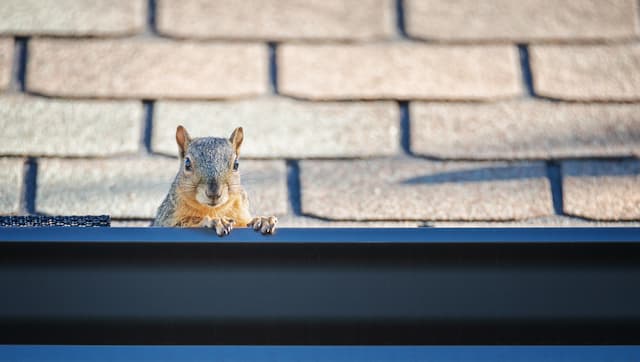 How To Get Rid of Squirrels From Your Attic