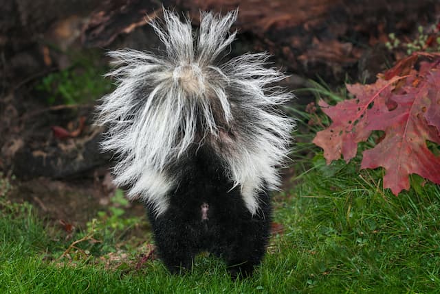 Odor Free Living The Significance of Expert Skunk Removal