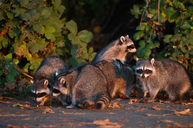 Outsmarting Raccoons Expert Tips to Keep Them From Using Your Deck as A Bathroom