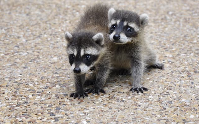 Raccoon Babies on Board How to Handle Young Ones During Raccoon Removal from Attics