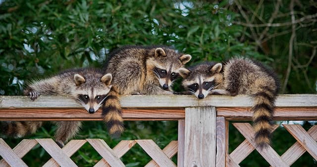 Raccoon Break Ins Protecting Your Property from Furry Intruders