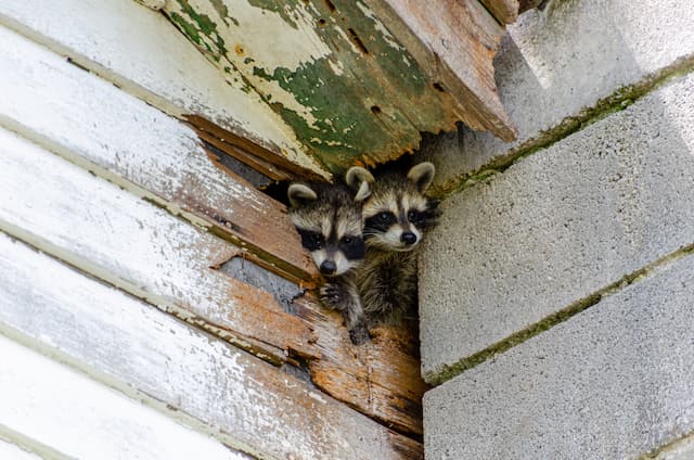 Raccoon Invasion Signs You Have Unwanted Guests in Your Attic