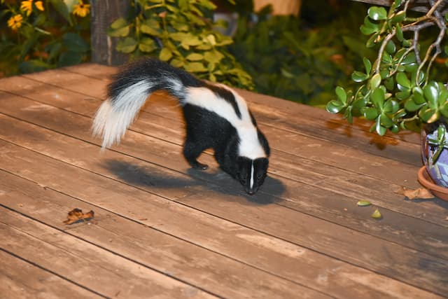 Skunk Proofing Your Back Yard Tips for Preventing Future Infestations