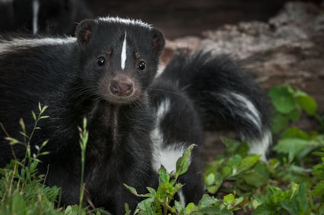 Surviving in the Concrete Jungle Skunks' Adaptation to Urban Environments