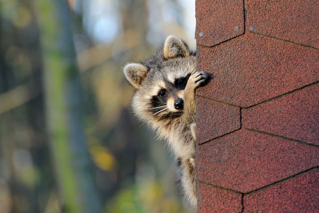 The Silent Invaders How Raccoons Can Sneak Into Your Attic