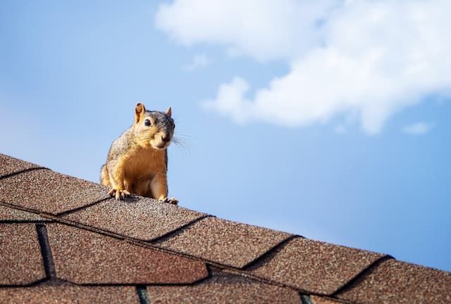 The Threat Within Squirrels and Their Impact on Attic Spaces