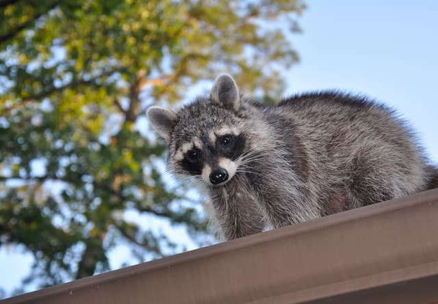 Unmasking Raccoon Behavior What Drives Them to Your Property