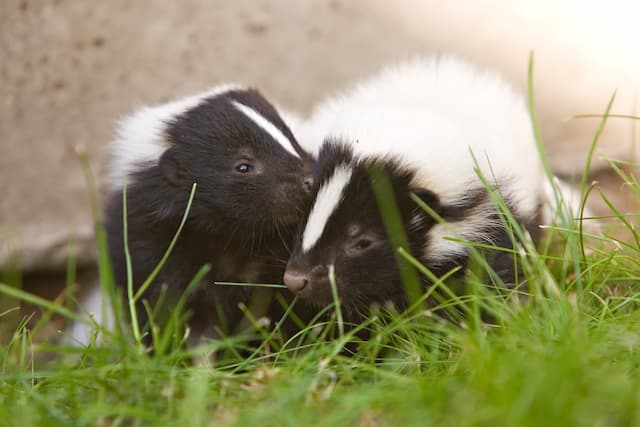 Urban Skunk Diet Unveiling the Culinary Preferences of City Skunks